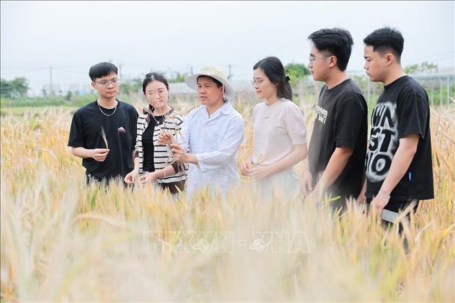 Không gian khu thí nghiệm màu của Khoa Nông học (Học viện Nông nghiệp Việt Nam) giúp sinh viên và giảng viên trực tiếp quan sát, phân tích và kiểm chứng các quy trình kỹ thuật, góp phần nâng cao chất lượng đào tạo và nghiên cứu. Ảnh: Lê Đông - TTXVN