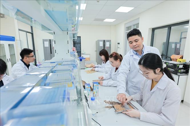 Giảng viên cùng sinh viên triển khai các thí nghiệm, phân tích mẫu trong phòng thí nghiệm chuyên sâu, phục vụ nghiên cứu, đào tạo và nâng cao kỹ năng thực hành. Ảnh: Lê Đông - TTXVN