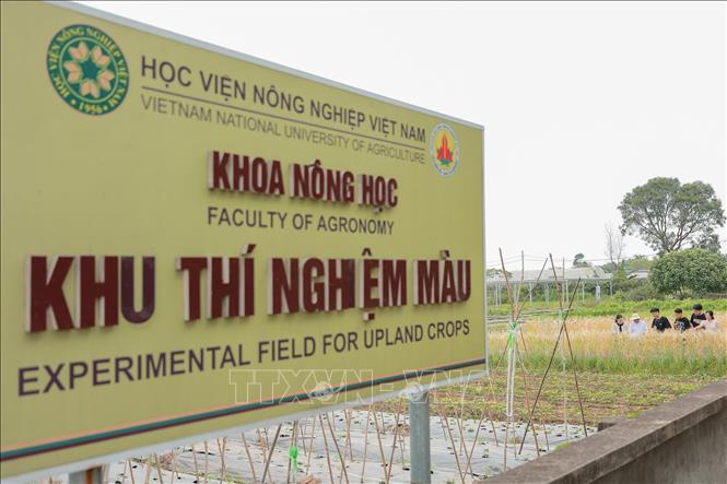 Khu thí nghiệm màu của Khoa Nông học (Học viện Nông nghiệp Việt Nam) được đầu tư đồng bộ, phục vụ hiệu quả cho hoạt động thực hành và đánh giá các đề tài nghiên cứu khoa học cây trồng. Ảnh: Lê Đông - TTXVN
