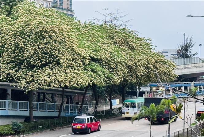 Hoa bún tại nhiều tuyến đường ở Hong Kong (Trung Quốc). Ảnh: Mạc Luyện - PV TTXVN tại Hong Kong (Trung Quốc)