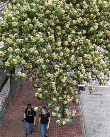 Những chùm hoa bún trắng – vàng đan xen khoe sắc. Ảnh: Mạc Luyện - PV TTXVN tại Hong Kong (Trung Quốc)