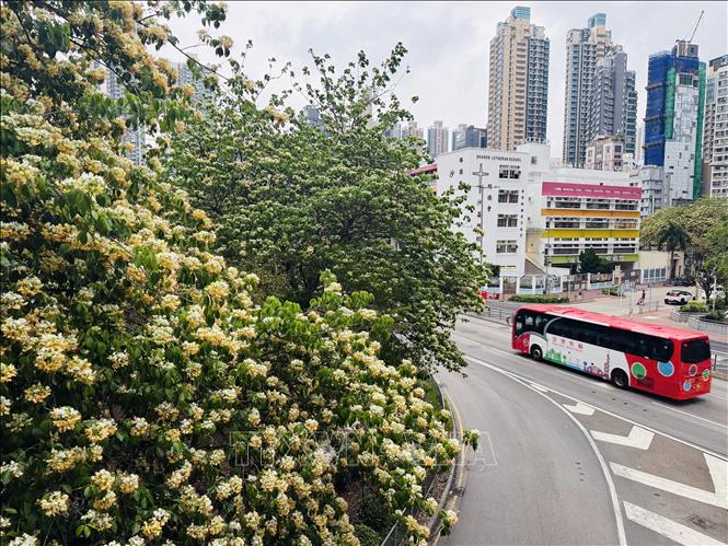 Hoa bún nở rộ tại nhiều tuyến đường ở Hong Kong (Trung Quốc). Ảnh: Mạc Luyện - PV TTXVN tại Hong Kong (Trung Quốc)