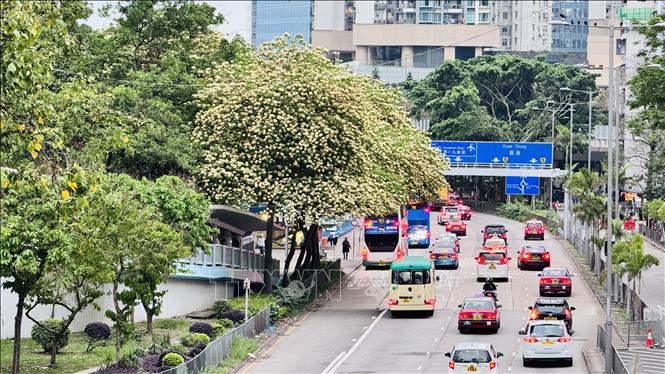 Đường phố Hong Kong ngập tràn sắc trắng – vàng của hoa bún. Ảnh: Mạc Luyện - PV TTXVN tại Hong Kong (Trung Quốc)