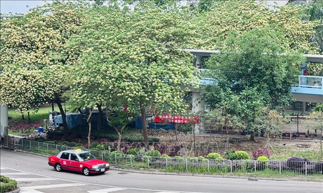 Cây hoa bún ban đầu khi nở rộ, hoa có màu trắng, sau đó chuyển sang màu vàng nhạt. Ảnh: Mạc Luyện PV TTXVN tại Hong Kong 