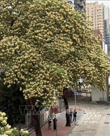 Cây hoa bún không chỉ tạo bóng mát, mà còn là điểm nhấn của cảnh sắc Hong Kong vào dịp tháng 4. Ảnh: Mạc Luyện PV TTXVN tại Hong Kong 