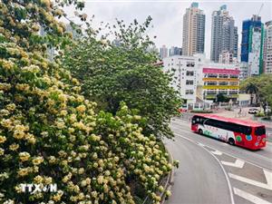 Trung Quốc: Ngắm nhìn hoa bún khoe sắc khắp Hong Kong