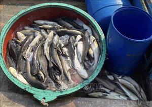 Quảng Ngãi: Cá bớp chết hàng loạt, ước thiệt hại 10 tỷ đồng