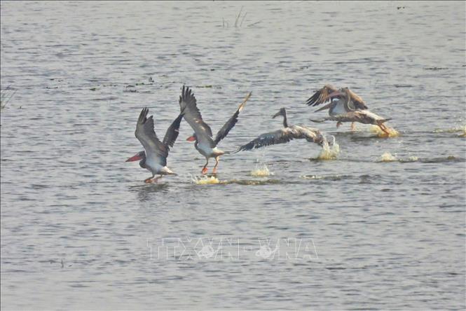 Chim bồ nông chân xám quý hiếm xuất hiện tại Vườn Quốc gia Tràm Chim sau 6 năm vắng bóng. Ảnh: TTXVN phát.
