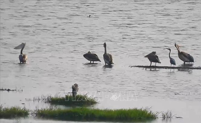 Chim bồ nông chân xám quý hiếm xuất hiện tại Vườn Quốc gia Tràm Chim sau 6 năm vắng bóng. Ảnh: TTXVN phát.