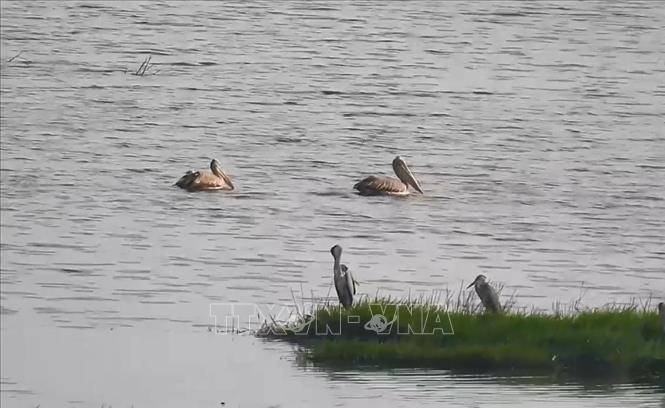 Chim bồ nông chân xám bơi lội, tìm thức ăn tại khu vực đầm lầy của Vườn Quốc gia Tràm Chim. Ảnh: TTXVN phát.
