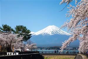Nhật Bản: Thơ mộng khung cảnh hoa anh đào tại núi Phú Sĩ