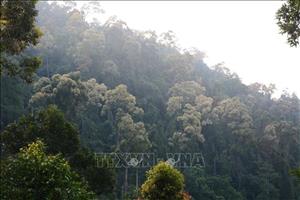 Nguy cơ cháy rừng cao trên diện rộng tại Đà Nẵng