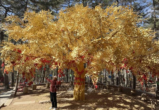 Cây vàng cầu bình an trong khuôn viên chùa Phổ Ninh. Ảnh: Công Tuyên-PV TTXVN tại Trung Quốc