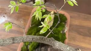 Kiểm lâm Thanh Hóa đưa ra phương án xử lý tang vật cây muội hồng