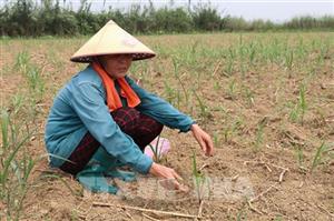 Nắng hạn kéo dài, nguy cơ giảm sản lượng rau màu