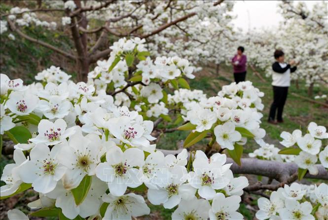 Mùa xuân đang tô điểm cho cảnh vật thêm rạng rỡ và tràn đầy sức sống tại nhiều quốc gia trên thế giới. Các loài hoa bung nở, vẽ nên bức tranh thiên nhiên rực rỡ sắc màu. Trong ảnh: Hoa lê nở rộ tại tỉnh Hà Bắc, Trung Quốc. THX/TTXVN