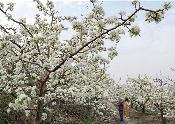 Mùa xuân đang tô điểm cho cảnh vật thêm rạng rỡ và tràn đầy sức sống tại nhiều quốc gia trên thế giới. Các loài hoa bung nở, vẽ nên bức tranh thiên nhiên rực rỡ sắc màu. Trong ảnh: Hoa lê nở rộ tại tỉnh Hà Bắc, Trung Quốc. THX/TTXVN