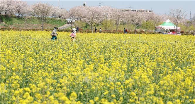 Mùa xuân đang tô điểm cho cảnh vật thêm rạng rỡ và tràn đầy sức sống tại nhiều quốc gia trên thế giới. Các loài hoa bung nở, vẽ nên bức tranh thiên nhiên rực rỡ sắc màu. Trong ảnh: Cánh đồng hoa cải dầu ở Changnyeong, tỉnh Nam Gyeongsang, Hàn Quốc. Ảnh: Yonhap/TTXVN