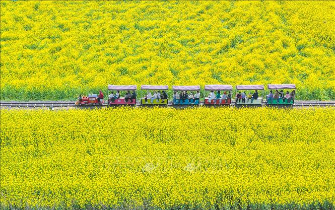 Mùa xuân đang tô điểm cho cảnh vật thêm rạng rỡ và tràn đầy sức sống tại nhiều quốc gia trên thế giới. Các loài hoa bung nở, vẽ nên bức tranh thiên nhiên rực rỡ sắc màu. Trong ảnh: Cánh đồng hoa ở tỉnh Giang Tô, Trung Quốc. Ảnh: THX/TTXVN