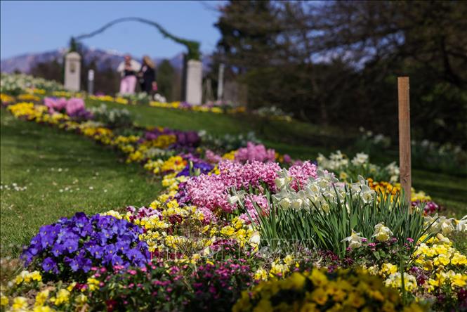Mùa xuân đang tô điểm cho cảnh vật thêm rạng rỡ và tràn đầy sức sống tại nhiều quốc gia trên thế giới. Các loài hoa bung nở, vẽ nên bức tranh thiên nhiên rực rỡ sắc màu. Trong ảnh: Hoa nở rộ tại Kamnik, Slovenia. Ảnh: THX/TTXVN