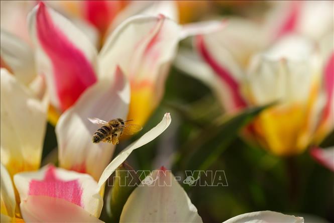 Mùa xuân đang tô điểm cho cảnh vật thêm rạng rỡ và tràn đầy sức sống tại nhiều quốc gia trên thế giới. Các loài hoa bung nở, vẽ nên bức tranh thiên nhiên rực rỡ sắc màu. Trong ảnh: Hoa nở rộ tại Kamnik, Slovenia. Ảnh: THX/TTXVN