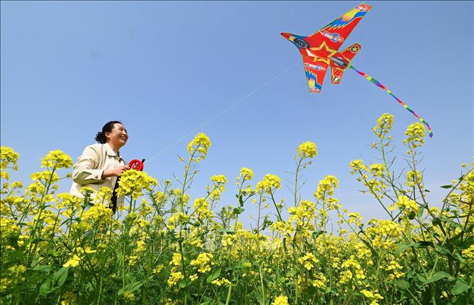 Mùa xuân đang tô điểm cho cảnh vật thêm rạng rỡ và tràn đầy sức sống tại nhiều quốc gia trên thế giới. Các loài hoa bung nở, vẽ nên bức tranh thiên nhiên rực rỡ sắc màu. Trong ảnh: Cánh đồng hoa ở tỉnh Hà Bắc, Trung Quốc. Ảnh: THX/TTXVN