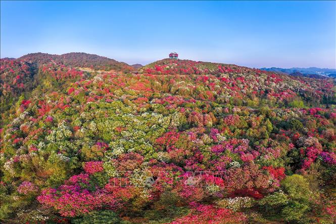 Mùa xuân đang tô điểm cho cảnh vật thêm rạng rỡ và tràn đầy sức sống tại nhiều quốc gia trên thế giới. Các loài hoa bung nở, vẽ nên bức tranh thiên nhiên rực rỡ sắc màu. Trong ảnh: Cảnh đẹp mùa xuân ở tỉnh Quý Châu, Trung Quốc. Ảnh: THX/TTXVN