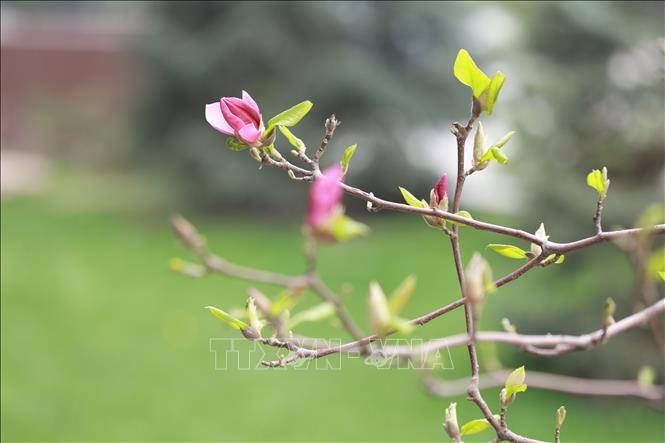 Mùa xuân đang tô điểm cho cảnh vật thêm rạng rỡ và tràn đầy sức sống tại nhiều quốc gia trên thế giới. Các loài hoa bung nở, vẽ nên bức tranh thiên nhiên rực rỡ sắc màu. Trong ảnh: Cảnh đẹp mùa xuân ở Bishkek, Kyrgyzstan. Ảnh: THX/TTXVN