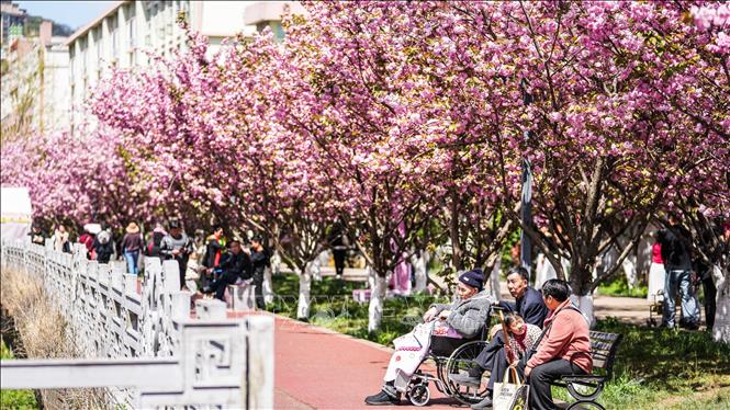 Mùa xuân đang tô điểm cho cảnh vật thêm rạng rỡ và tràn đầy sức sống tại nhiều quốc gia trên thế giới. Các loài hoa bung nở, vẽ nên bức tranh thiên nhiên rực rỡ sắc màu. Trong ảnh: Hoa anh đào nở rộ ở tỉnh Quý Châu, Trung Quốc. Ảnh: THX/TTXVN