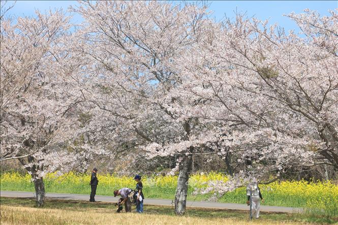 Mùa xuân đang tô điểm cho cảnh vật thêm rạng rỡ và tràn đầy sức sống tại nhiều quốc gia trên thế giới. Các loài hoa bung nở, vẽ nên bức tranh thiên nhiên rực rỡ sắc màu. Trong ảnh: Cảnh đẹp mùa xuân ở Jeju, Hàn Quốc. Ảnh: Yonhap/TTXVN