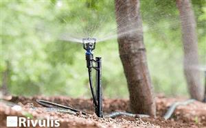 Hướng dẫn kỹ thuật tưới nước cho cây sầu riêng tốt nhất hiện nay