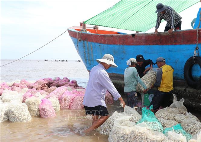 Vào mùa thu hoạch nghêu, mỗi ngày, trên bãi biển Gò Công có hàng trăm lao động tham gia. Ảnh: Hữu Chí - TTXVN