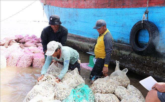 Nghêu sau khi thu hoạch được thương lái đến tận bãi nghêu ngoài biển để mua. Ảnh: Hữu Chí - TTXVN