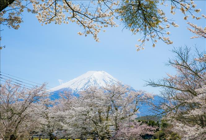 Góc nhìn núi Phú Sĩ hùng vĩ tuyệt đẹp từ Oshino Hakkai là một điểm nhấn của ngôi làng cổ. Ảnh: Xuân Giao - PV TTXVN tại Nhật Bản