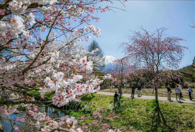 Mùa Xuân muôn hoa đua nở mang lại vẻ đẹp rực rỡ cho ngôi làng cổ. Ảnh: Xuân Giao – PV TTXVN tại Nhật Bản