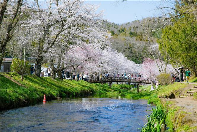 Hàng cây anh đào nở rộ tại con sông bao quanh Oshino Hakkai. Ảnh: Xuân Giao – PV TTXVN tại Nhật Bản