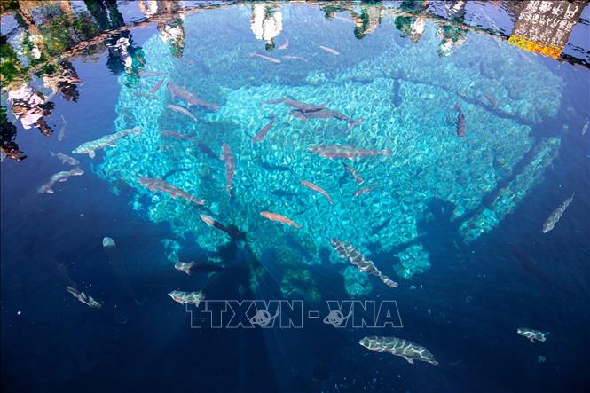 Hồ Waku - ike (Dũng - Trì) là hồ sâu nhất trong 8 hồ của Oshino Hakkai, với độ sâu 8m và nước có màu xanh ngọc đậm. Ảnh: Xuân Giao – PV TTXVN tại Nhật Bản