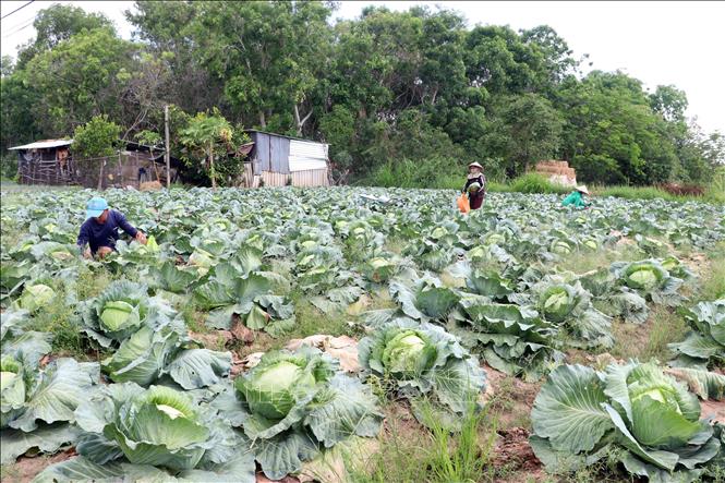 Diện mạo nông nghiệp khởi sắc tại khu vực Đại Nghĩa Thắng (phường Mỹ Xuyên), nơi bà con Khmer đang đẩy mạnh trồng rau màu xen canh cho giá trị kinh tế cao. Ảnh: Trung Kiên - TTXVN