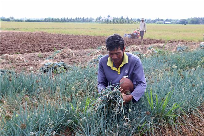 Từ nguồn vốn vay ưu đãi, nhiều hộ dân Khmer đã mạnh dạn đầu tư trồng hoa màu, từng bước vươn lên thoát nghèo và làm giàu chính đáng. Ảnh: Trung Kiên - TTXVN