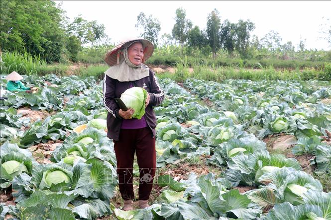 Nông dân Khmer tại khu vực Đại Nghĩa Thắng (phường Mỹ Xuyên) phấn khởi bên vườn rau màu chuẩn bị cho thu hoạch. Ảnh: Trung Kiên - TTXVN