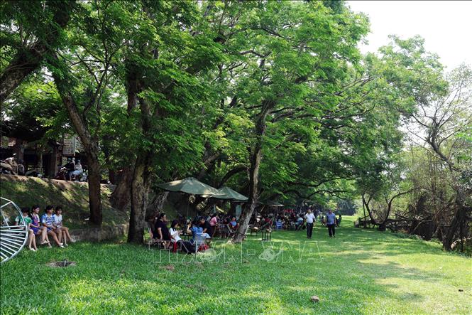 Nhiều người dân Đà Nẵng lựa chọn khu vực Vườn Cừa ở ven sông Tam Kỳ, nơi có nhiều cây xanh cổ thụ làm nơi tránh nắng oi bức những ngày Hè. Ảnh: Đỗ Trưởng – TTXVN

