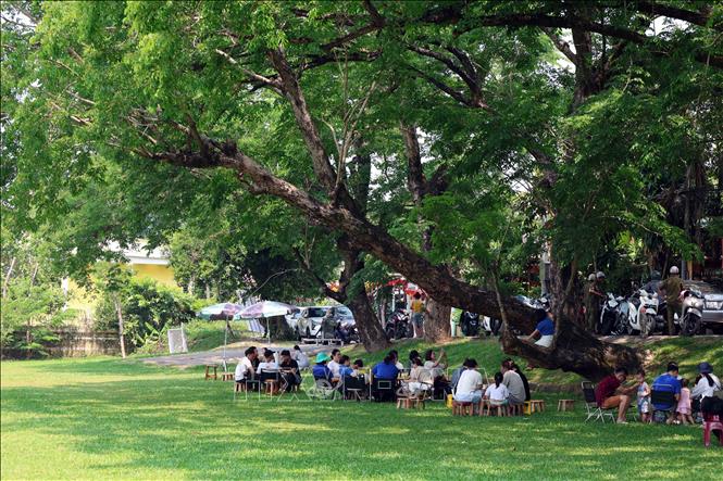 Vườn Cừa ở ven sông Tam Kỳ, nơi có nhiều cây xanh cổ thụ làm nơi tránh nắng oi bức những ngày Hè thu hút người dân đến tránh nắng. Ảnh: Đỗ Trưởng – TTXVN

