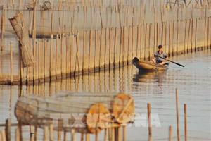 Những mảnh đời trên mặt phá Tam Giang - Bài 1: Lênh đênh sóng nước