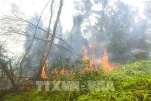 Nghệ An kịp thời dập tắt vụ cháy rừng phía sau núi Mộ Dạ