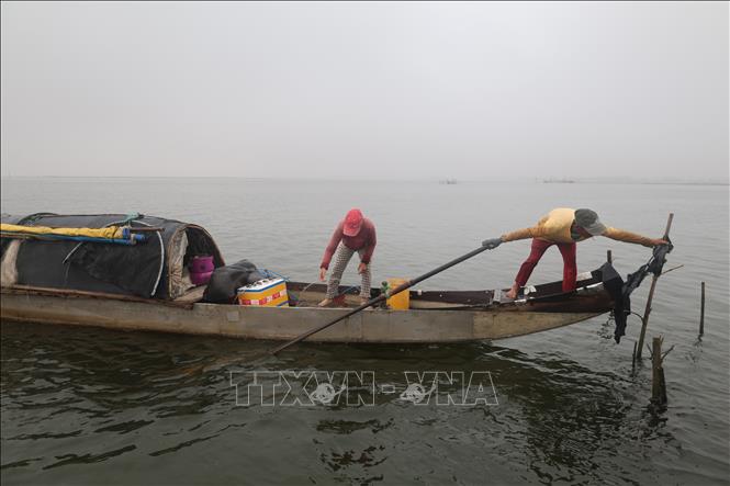 Cuộc sống của gia đình ông Nguyễn Văn Bé gắn với chiếc đò trên đàm phá Tam Giang. Ảnh: Kha Phạm-TTXVN.