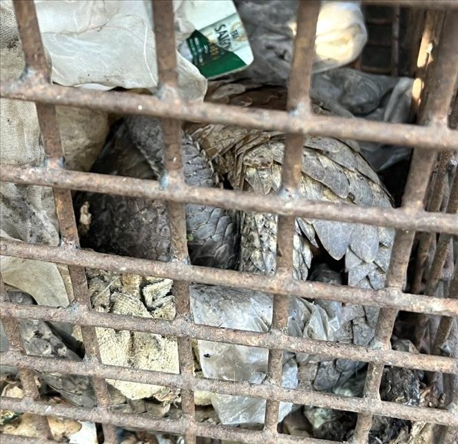 Hiện 2 cá thể Tê tê trên đã được chính quyền địa phương tạm thời giao Hạt Kiểm lâm Cam Lộ - Đông Hà quản lý, chăm sóc. Ảnh: TTXVN phát