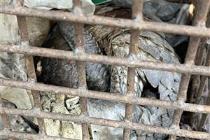 Quảng Trị tiếp nhận 2 cá thể tê tê thuộc nhóm nguy cấp, quý, hiếm