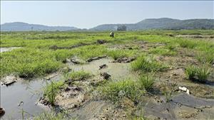 Đất lúa bỏ hoang do nhiễm mặn tại Đắk Lắk: Sớm hoàn thành các công trình thủy lợi phục vụ sản xuất