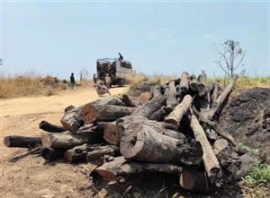 Gia Lai: Lộ diện chuỗi khai thác, tập kết lâm sản trái phép ở khu vực giáp ranh