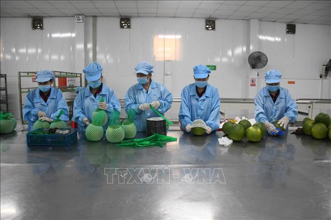 Khu sơ chế bưởi da xanh tại nhà máy Kim Thanh (xã Giao Long, tỉnh Vĩnh Long). Ảnh: Huỳnh Phúc Hậu - TTXVN